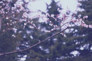 桃花漫漫始盛开,盛开时节话古今