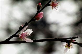 桃花依旧昔人改,昔日风采依旧展